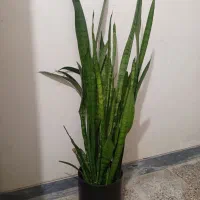 سانسوریا