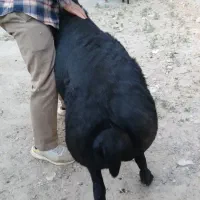 قوچ
