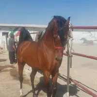 اسب عرب