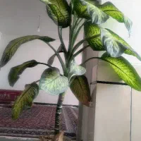 دیفن باخیا