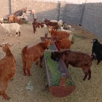 گوسفند فروشی