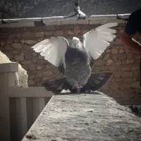 کبوتر