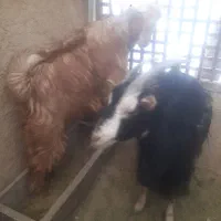 بز غاله دد