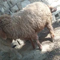 بره