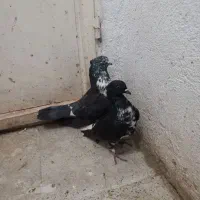 کفتر قاره