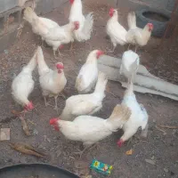 مرغ تخمی