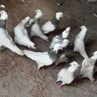 کفتر طوقی عتیقه