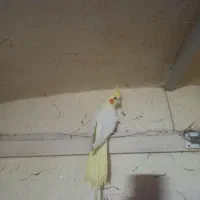 عروس هلندی لوتینو ماده بالغ معاوضه