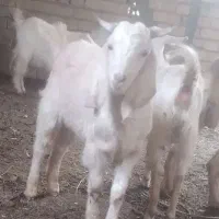 بزغاله نر پاکستانی اصیل