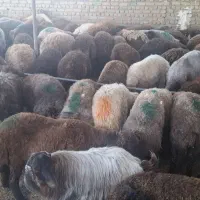 بره نر درجه یک ضمانتی قلم آبی