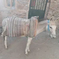 الاغ جوان فروش فوری