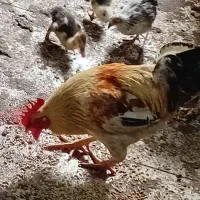 خروس جوان زرنگ