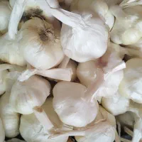 سیر سبدی سیرخشک سیرسیاه