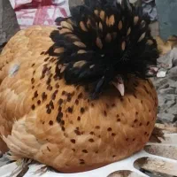 فروش مرغ