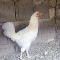 مرغ گلین تک خال جوون
