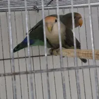 طوطی برزیلی معاوضه با فنچ