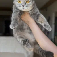 گربه اسکاتیش بلو گلد فوری