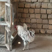 مرغ و خروس