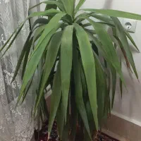 گل یوکا