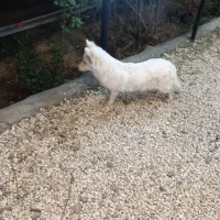 سگ پاکوتاه