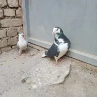 کفتر|پرنده|اصفهان, شاهد|دیوار