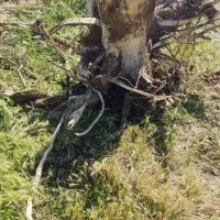 تنه درخت گردو ۲۰ ساله