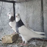 نرو ماده طوقی