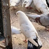 کفتر کبوتر یجایی