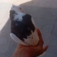کفتر گلی و طوقی
