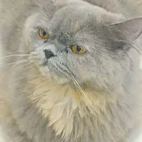 فروش گربه