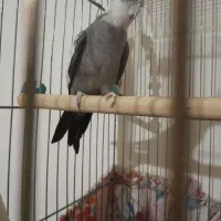 پرنده