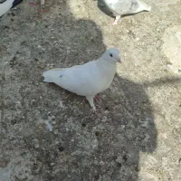 کفتر