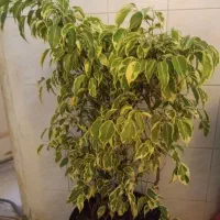 گل بنجامین ابلق