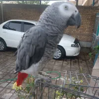 کاسکو دم قرمز