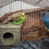 فروش یک جفت مرغ عشق
