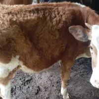 فروش‌سبینتال‌اصل‌