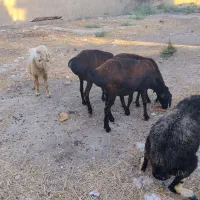 میش.بره