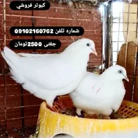 کبوتر