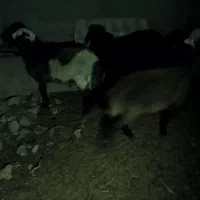بره نر