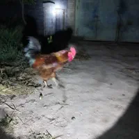 خروس درشت محل