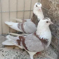 جفت نرو ماده شازده