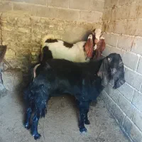 نربز