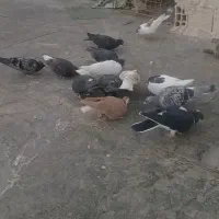 کفتر پرشی