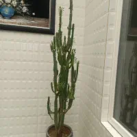 کاکتوس دو متری فوربیا