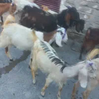 ۱۰ عدد کهره دورگ پاکستانی تک فروشی دارم کیلو