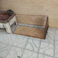 کفتر|پرنده|مشهد, دوست آباد|دیوار