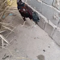 2عددخروس پاکستانی خوب عالی با3عددمرغ لار