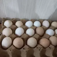 تخم مرغ نطفه دار اطراف دلوار