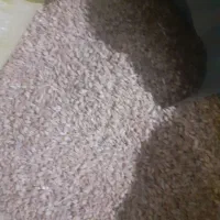 گندم آبی تمیز کفتر