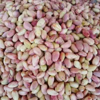 پسته تازه